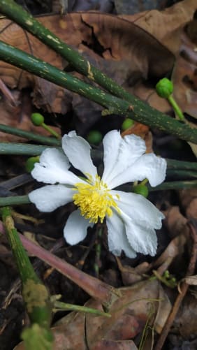 Blume für dich