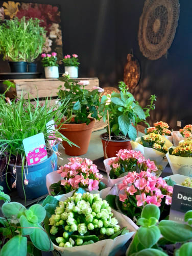 Plantes fleuries