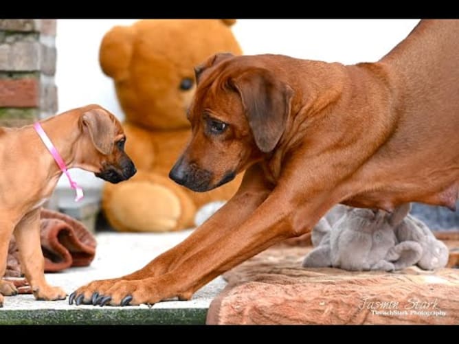 Trailer 2/24 DIE LEGENDE DER LÖWENHUNDE - THE LEGEND OF THE LION DOGS