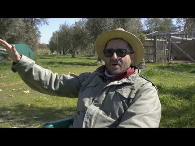 الزراعة المتجددة في الأردن: مزرعة الخروب / Regenerative agriculture in Jordan: Carob Farm