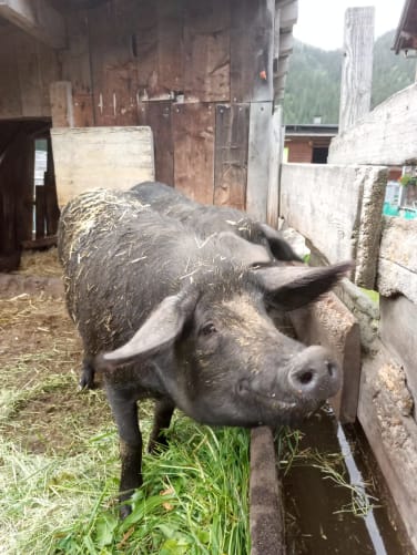 Black Alpine pig