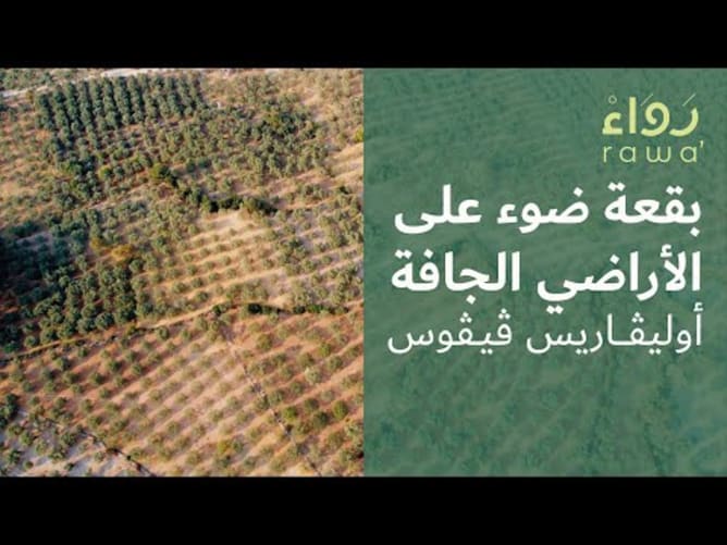 بقعة ضوء على الأراضي الجافة: أوليفاريس فيفوس