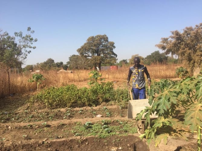 Jardin potager là où il n'y avait que des cailloux