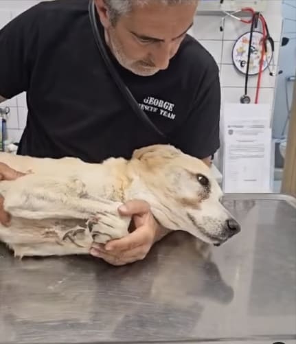 Tierklinik