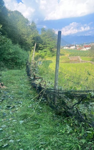 Drahtrahmen und Rebzeilen durch entwurzelte Bäume zerstört.