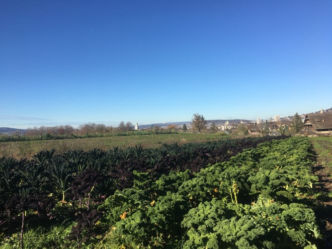 Acker bei der Wynegg mit Wintergemüse