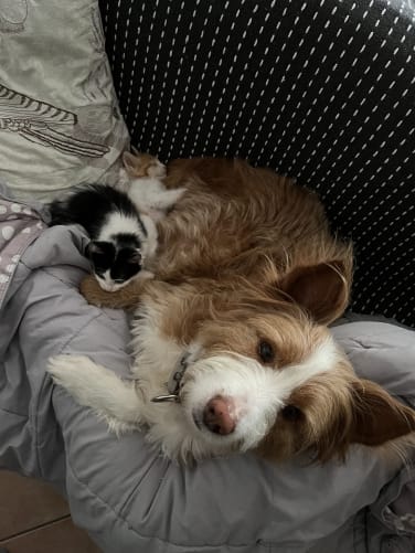 En plus, je laisse même dormir les deux nouveaux sur moi ! 