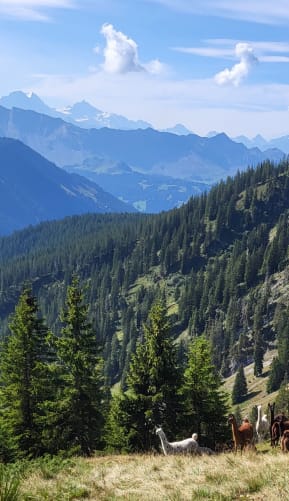 Das gleiche entsteht im Wald, auch wir gehören  diesem Gesetz der (UR)Natur an.