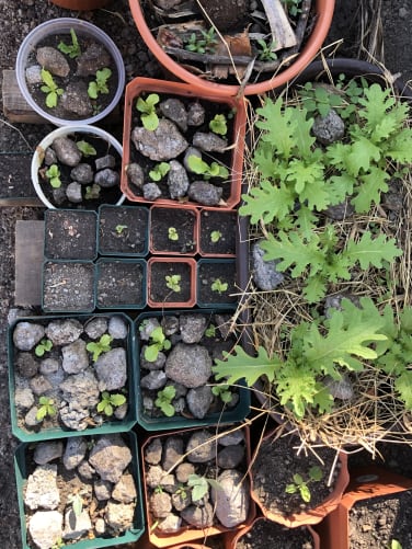 Almost all the plants need to be grown from seeds. 