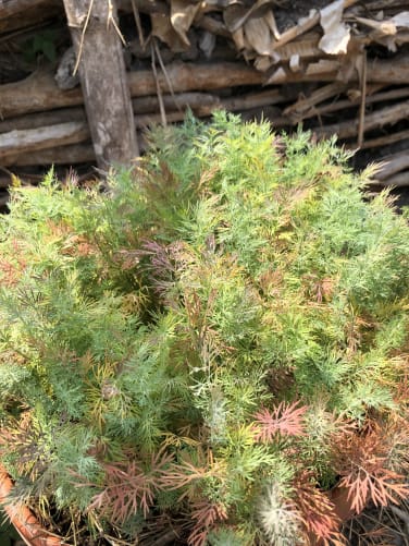 Like this miniature «dill forest,» I dream of achieving this level of diversity on a larger scale. ;)
