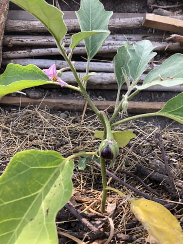 Small successes – huge joy (homegrown eggplant plant).  