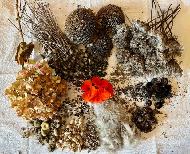 PURA Blumensamen für deine Herzenswünsche