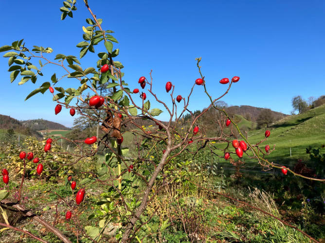 PURA Blumensamen für deine Herzenswünsche