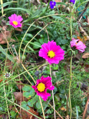 PURA Blumensamen für deine Herzenswünsche