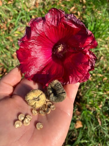 PURA Blumensamen für deine Herzenswünsche