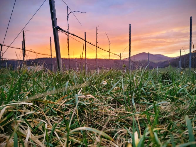 Ambiance matinale dans les vignes