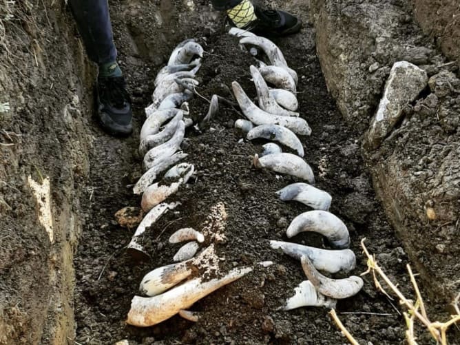 Les cornes de vache sont enterrées dans le sol