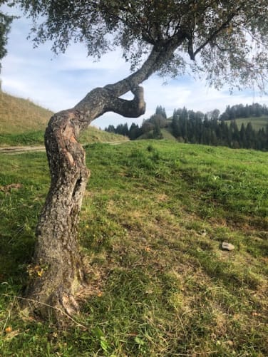 Anmut der Natur