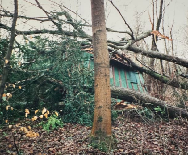 Das Haus wurde durch den Baum vom Sockel gestossen und in die Erde gedrückt. Drei Bienenvölker erstickten dabei.