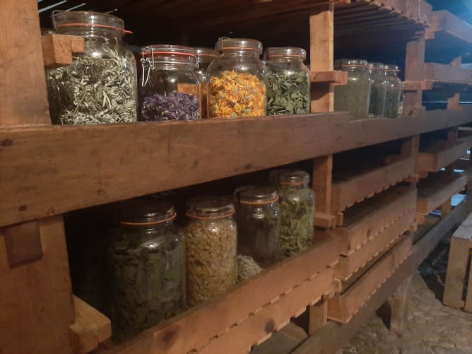 Lagerung der getrockneten Heilpflanzen im Klosterkeller