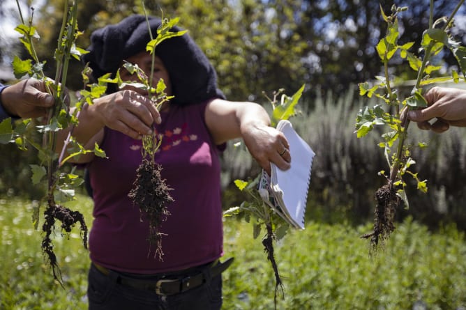 Workshop of comparison of the plant-fungal root system