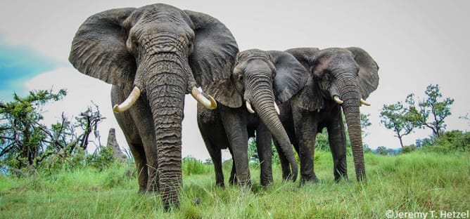 Magnificent, majestic giants on the verge of extinction