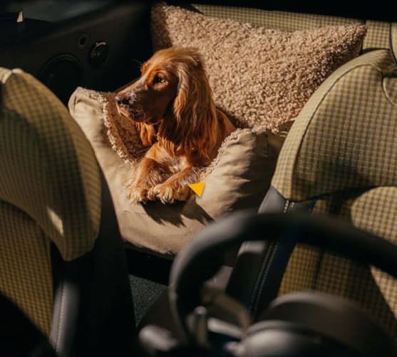 Car Seat Harry