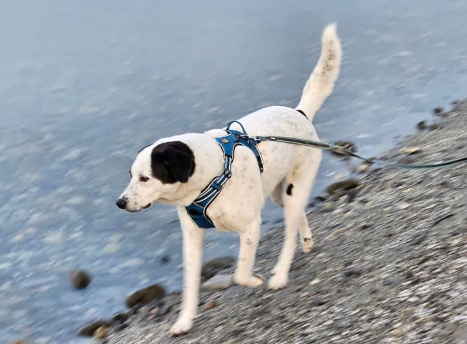 Tika au lac