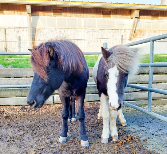 Andi (links) und Flekka freuen sich auf ein neues Herdenmitglied.