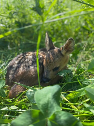 Kitz im Gras