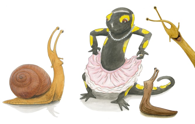 Sander Salamander
