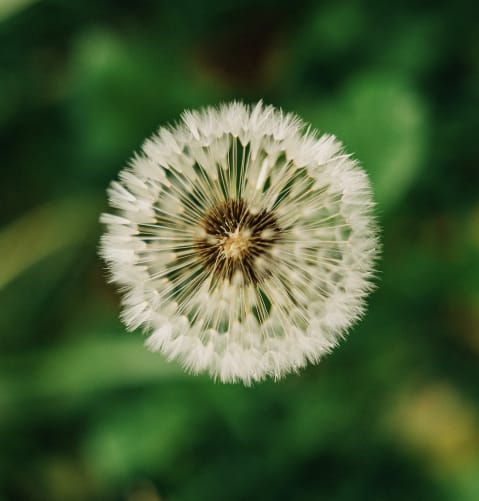 ein Universum kleinster Samen