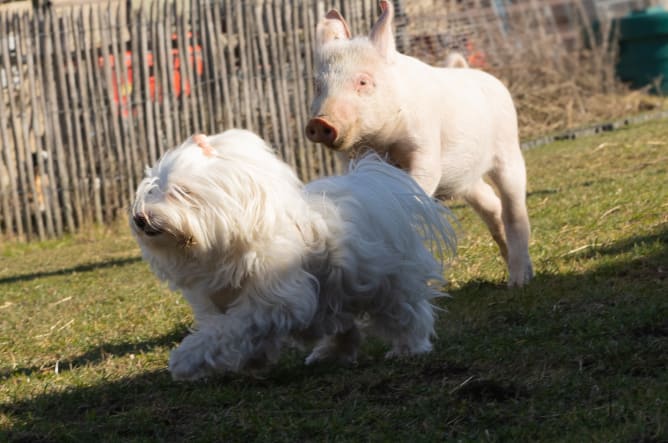 Ellie und Darius