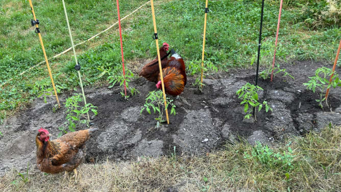 Plantation tomates et poules ;)