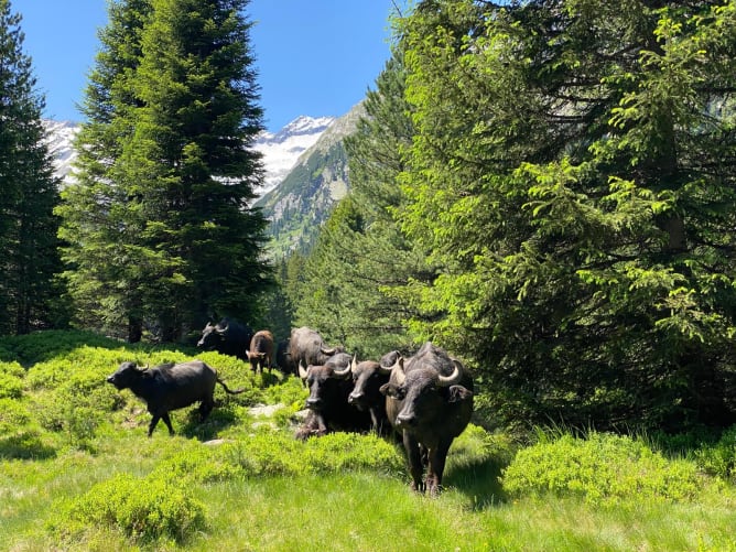 Jetzt gehts ab auf die Schwarzwald Alp auf der Alp Suretta in Sufers