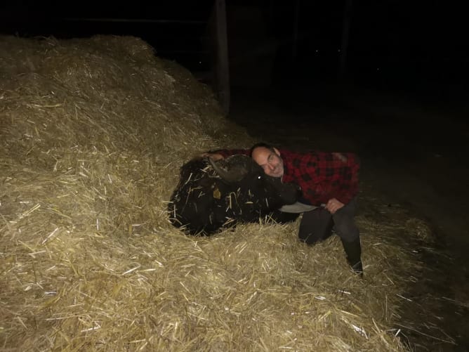 Unser lieber Jungbulle Fredi ist ausgebüxxt. Er hat sich im Stroh versteckt, zum Glück hat Heinz ihn gefunden. :)
