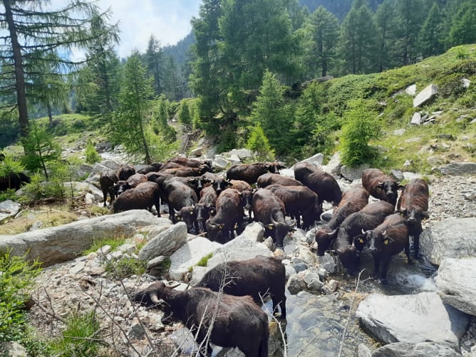 In jedem Bach auf dem Alpaufzug in Dongio wird nach einer kurzen Abkühlung gesucht.