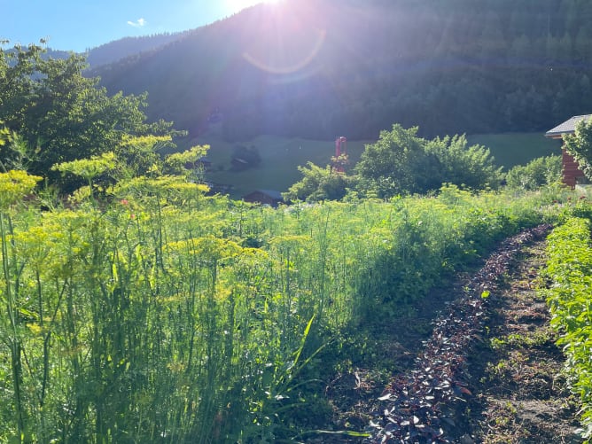 Gemüse und Kräuter mit viel Liebe gehegt und gepflegt