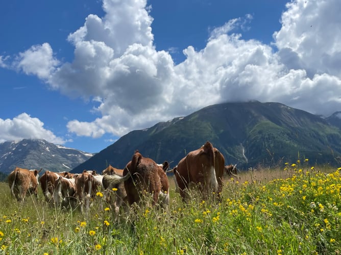 Endlich auf der Alp!