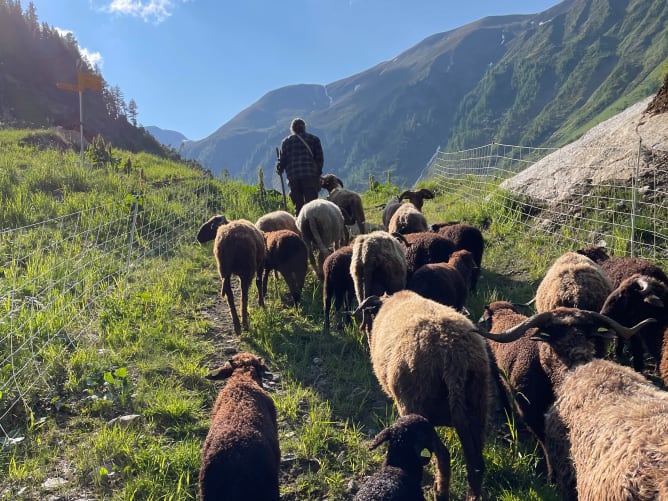 Unsere Walliser Landschafe. Auch eine vom Aussterben bedrohte Rasse