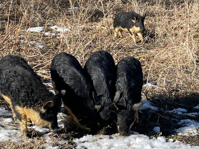 Ich glaube, auch die Schweine fühlen sich sauwohl