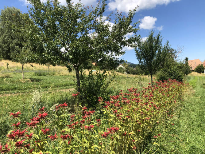Les monardes dans le verger