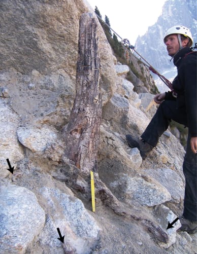 Mer de Glace - beautiful in situ stump in the lateral moraine dated to 1000 BCE