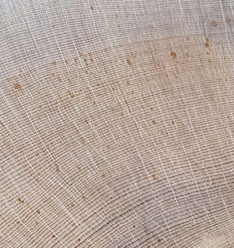 Typical glacier subfossil stone pine
