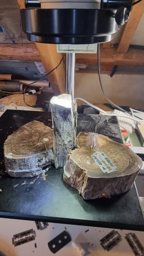 Close up of tree ring measurement setup. Razor blades are used to surface the wood.