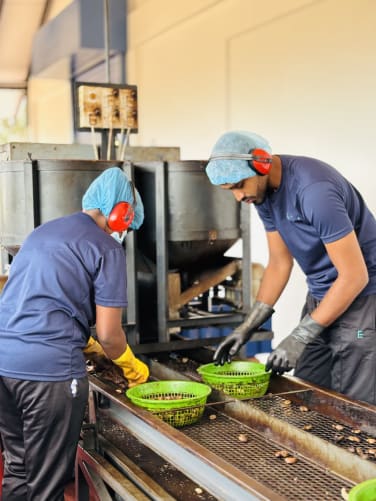 Kontrolle der Cashews, die nicht aufgebrochen werden konnten