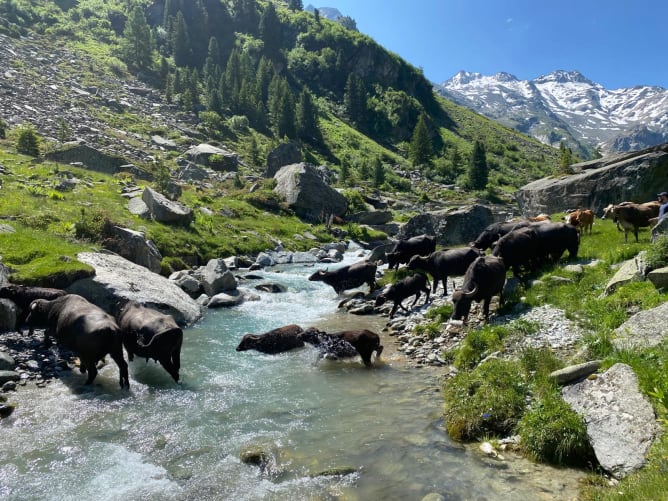 Unsere Wasserbüffel bei der Gletscherbachüberquerung auf der Alp Suretta in Sufers