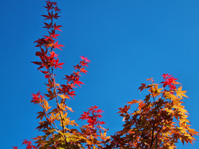 Der Herbst ist da, höchste Zeit für den Advent vorzusorgen...