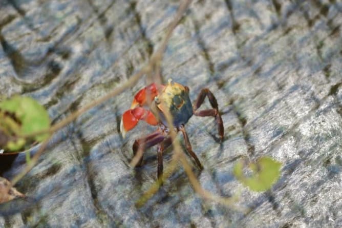 Die Bergkrabbe habe ich selbst fotografiert in Goto Insel.