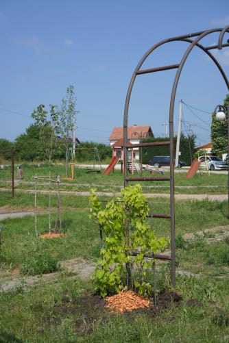 Park after planting event (June)